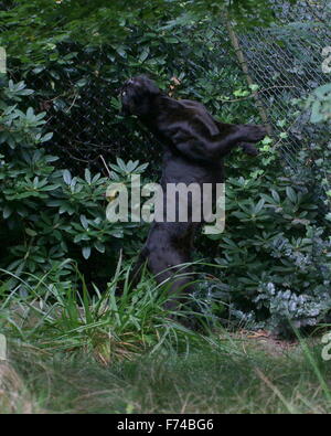 Voce maschile Sud Americana Giaguaro Nero (Panthera onca) in una gabbia a zoo Emmen, Paesi Bassi, allevamento fino sulle zampe posteriori Foto Stock