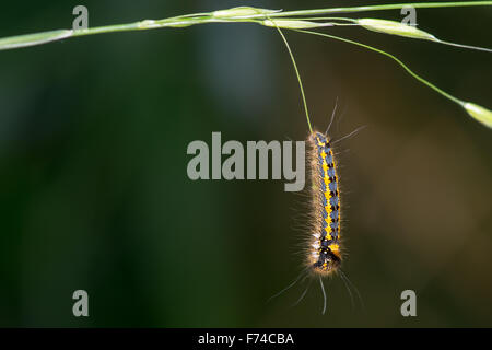 Bevitore (Euthrix potatoria) caterpillar appesi da erba Foto Stock