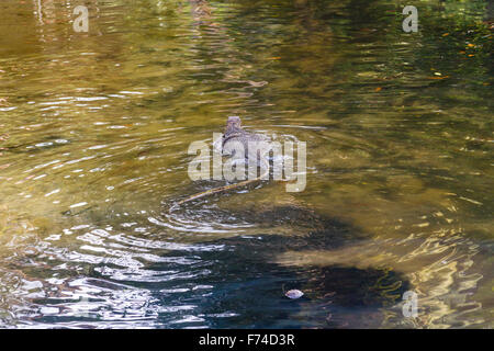 Comodo dragon nuoto sull Isola di Tioman Foto Stock