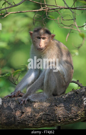 Cofano Macaque (Macaca radiata) Foto Stock