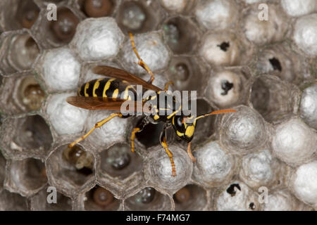 Carta europea wasp, Gallische Feldwespe, Französische Feldwespe, Polistes dominulus, Polistes dominula, Polistes gallicus Foto Stock