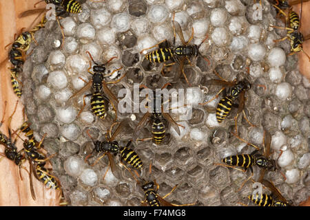 Carta europea wasp, Gallische Feldwespe, Französische Feldwespe, Polistes dominulus, Polistes dominula, Polistes gallicus Foto Stock