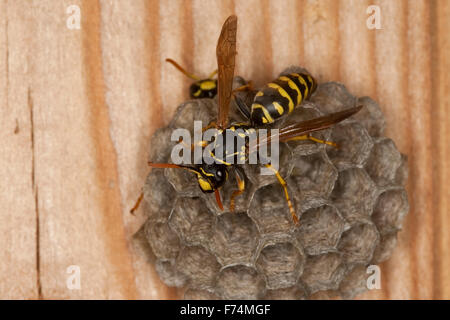 Carta europea wasp, Gallische Feldwespe, Französische Feldwespe, Polistes dominulus, Polistes dominula, Polistes gallicus Foto Stock