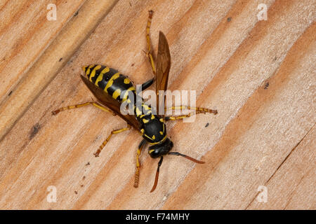 Carta europea wasp, Gallische Feldwespe, Französische Feldwespe, Polistes dominulus, Polistes dominula, Polistes gallicus Foto Stock