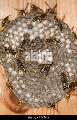 Carta europea wasp, Gallische Feldwespe, Französische Feldwespe, Polistes dominulus, Polistes dominula, Polistes gallicus Foto Stock