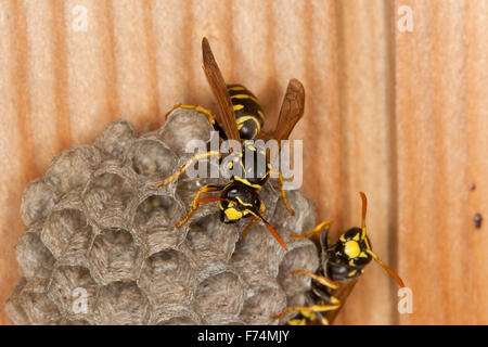 Carta europea wasp, Gallische Feldwespe, Französische Feldwespe, Polistes dominulus, Polistes dominula, Polistes gallicus Foto Stock