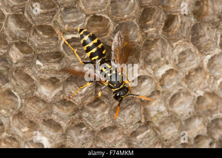 Carta europea wasp, Gallische Feldwespe, Französische Feldwespe, Polistes dominulus, Polistes dominula, Polistes gallicus Foto Stock