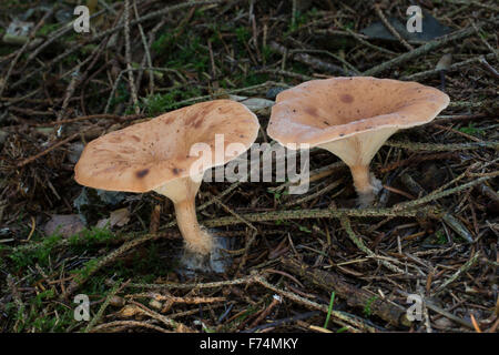 Bruno tappo ad imbuto, Fuchsiger Röteltrichterling, Fuchsiger Rötelritterling, Rötel-Trichterling, Lepista flaccida, Clitocybe Foto Stock