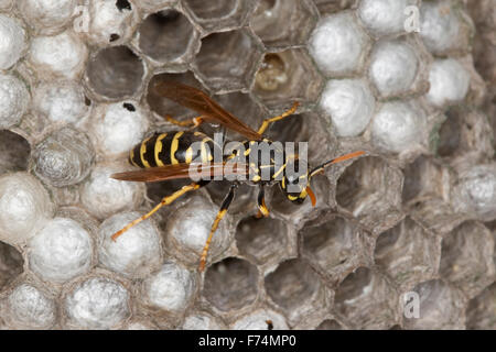 Carta europea wasp, Gallische Feldwespe, Französische Feldwespe, Polistes dominulus, Polistes dominula, Polistes gallicus Foto Stock