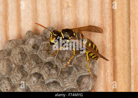 Carta europea wasp, Gallische Feldwespe, Französische Feldwespe, Polistes dominulus, Polistes dominula, Polistes gallicus Foto Stock