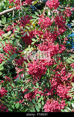 Foglie e bacche di Sorbus pseudo hupehensis "pagoda rosa". Foto Stock