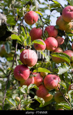 Apple 'Cornish aromatic' crescendo in un inglese un frutteto. Foto Stock