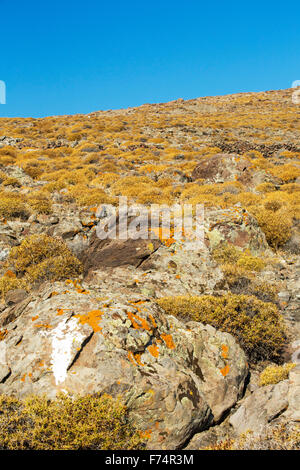Brulle colline rocciose con scarsa vegetazione spinosa su Western lesbo al di sopra di Skala Eresou, Lesbo, Grecia. Foto Stock