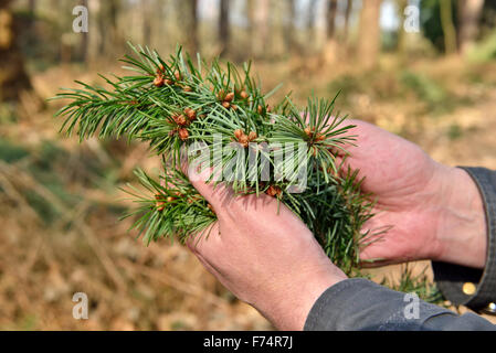 Lavoratore forestale detiene caduti rami di pino nelle sue mani Foto Stock