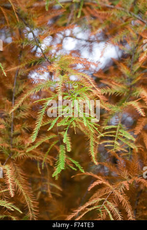 Taxodium distichum. Cipresso calvo Albero in autunno. Foto Stock