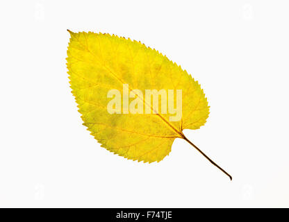 Primo piano di foglie di autunno - Isolato su bianco Foto Stock