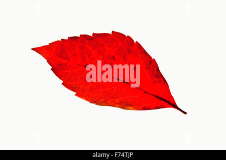 Primo piano di un Red Autumn Leaf - Isolato su bianco Foto Stock