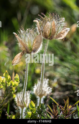 Unione pasqueflower / "pasque flower (Pulsatilla vulgaris) seedhead in primavera Foto Stock