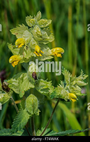 Unione giallo-battito (Rhinanthus alectorolophus) in fiore, il Parco Nazionale del Gran Paradiso, Alpi, Italia Foto Stock