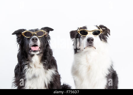 Due personaggi. Pastore australiano cani indossa oro bordati di stile Hollywood occhiali da sole Foto Stock