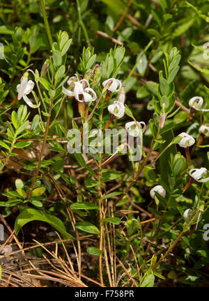 Mirtillo americano o grandi Cranberry, in fiore. USA orientale Foto Stock