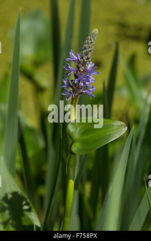 Pickerelweed o pickerel erbaccia, in paludi; America del nord Foto Stock