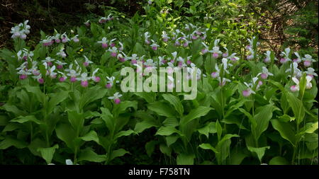 Appariscente Lady's-pianelle in fiore in un fen, Canada. Foto Stock