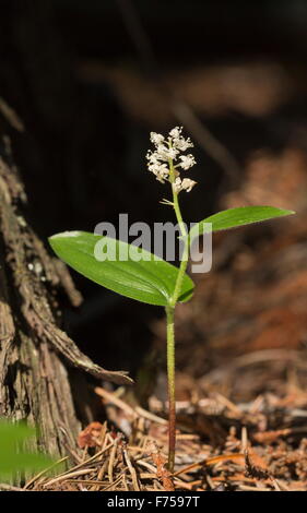 Canada Mayflower, Maianthemum canadense in fiore. In Ontario. Foto Stock