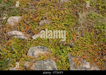 Il ginepro strisciante, striscianti cedro Juniperus horizontalis Foto Stock