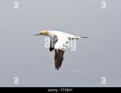 Northern Gannet in volo a North Atlantic gannet colonia. Foto Stock