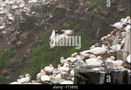 Gannett arrivando in terra con materiale di nidificazione, Gannett colonia, Terranova. Foto Stock