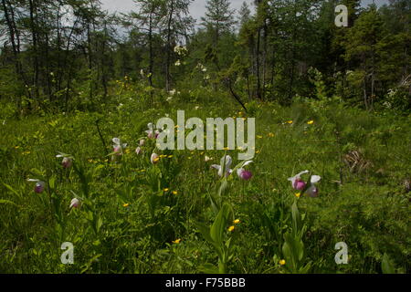 Base-ricca bog o fen, con vistose Pianella della Madonna in primo piano. Lomond River, West Terranova. Foto Stock