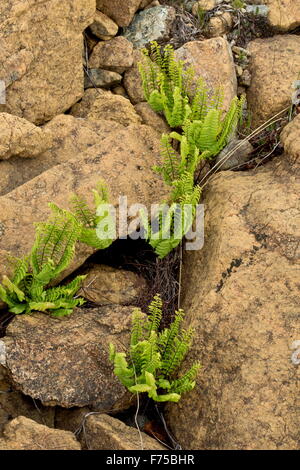 Western felce capelvenere o Isole Aleutine maidenhair, sulla serpentina e peridotiti, alpeggi, Gros-Morne National Park, Terranova Foto Stock