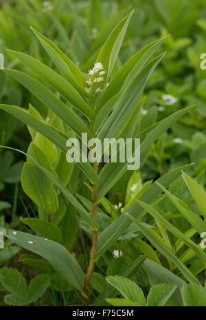 Star-fiorito di Salomone sigillo, o Salomone stellato del sigillo, in fiore; il Terranova. Foto Stock