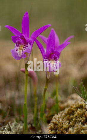 Dragon's-bocca o Arethusa, una orchid gowing nella torbiera, Terranova. Foto Stock