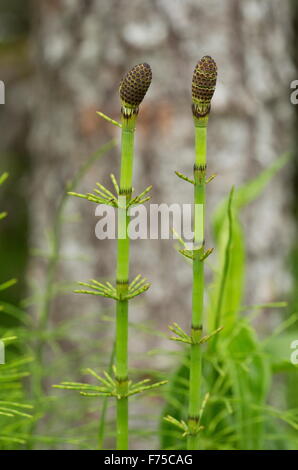 Acqua Equiseto, Equiseto fluviatile - fronde fertili con spore. Foto Stock