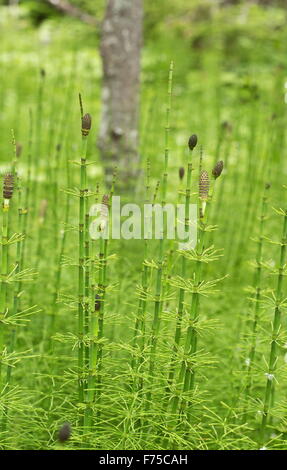 Acqua Equiseto, Equiseto fluviatile - fronde fertili con spore. Foto Stock