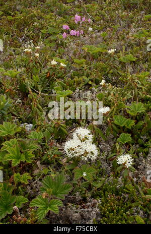 Il Labrador tea, in fiore nella zona paludosa, Terranova. Foto Stock