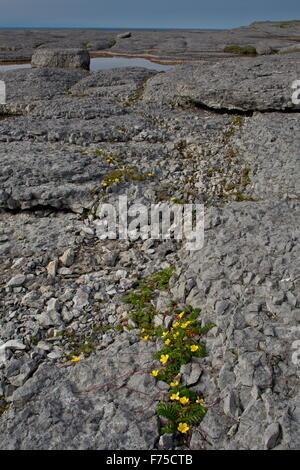 Silverweed su Limestone Coast al punto Riche, Port au choix, NW Terranova. Foto Stock