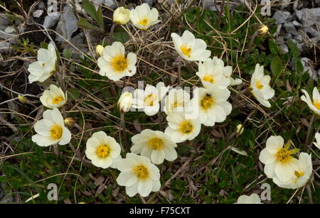 Tutto lasciava in montagna, avens montagna bianca avens in fiore sul calcare barrens Foto Stock