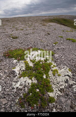 Antica sopraffatte Uva ursina willow piante, sul calcare di bruciato Cape, a nord-ovest di Terranova. Foto Stock