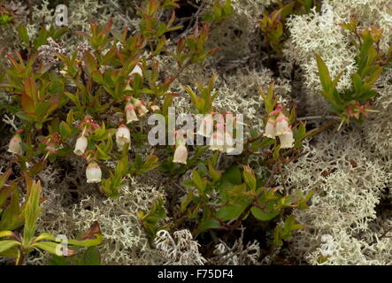 Northern mirtillo, nella tundra ad Anse aux meadows, Terranova. Foto Stock