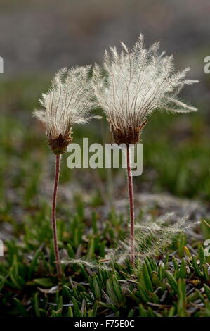 Intero-lasciato avens di montagna nella frutta; calcare barrens, Terranova. Foto Stock