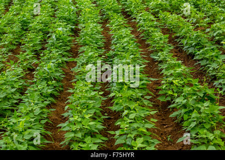 La patata dolce o patata dolce (Ipomoea batatas), tuberi commestibili in ciotola di legno, scatola di patate dolci, Viñales, Cuba, Foto Stock