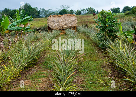 (Ananas comosus), ananas, ananas file di raccolto, campo di ananas, agriturismo, Kate, granaio, Cuba, Pinar del Río, Cuba Foto Stock