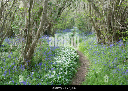 La molla Bluebells (Hyacinthoides non scripta) e aglio selvatico (Allium ursinum) crescere insieme a fianco di una briglia percorso in rural Dorset. Inghilterra, Regno Unito. Foto Stock