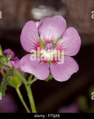 Delicato e bel fiore rosa con spruzzi di rosso di Cape malva, ibrido Anisodontea "leggermente fragola', sfondo scuro Foto Stock