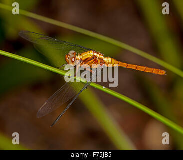 Australian Fiery dragonfly skimmer, Orthetrum villosovittatum, con arancio brillante corpo, grandi occhi, & lacy ali sul verde stelo della pianta Foto Stock