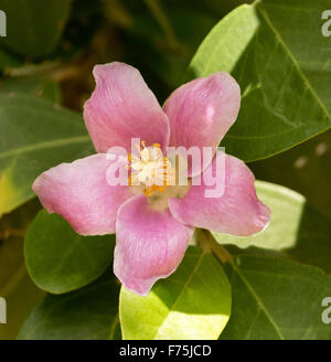 Bellissimo fiore rosa circondato da foglie verdi di Lagunaria patersonia, isola Norfolk Hibiscus / australiano di struttura a piramide Foto Stock