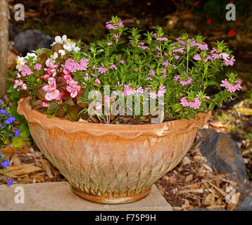 Grande terracotta decorativi contenitore con Scaevola aemula,'fascino rosa' , un australiano vegetale nativo, fioritura profusamente Foto Stock